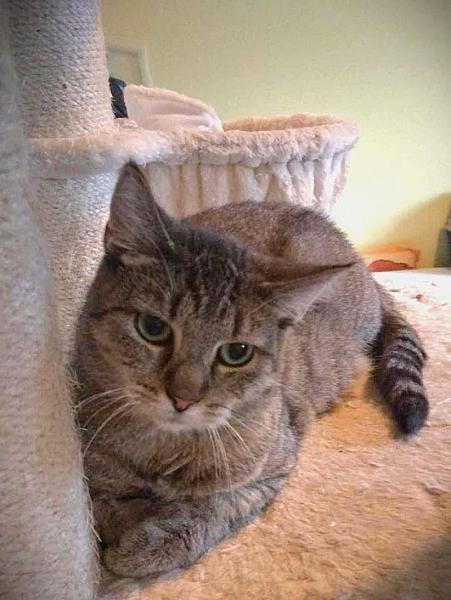 Kattenpraat