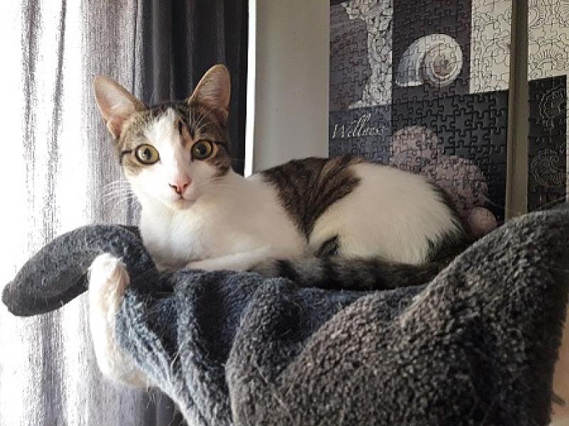 Kattenpraat