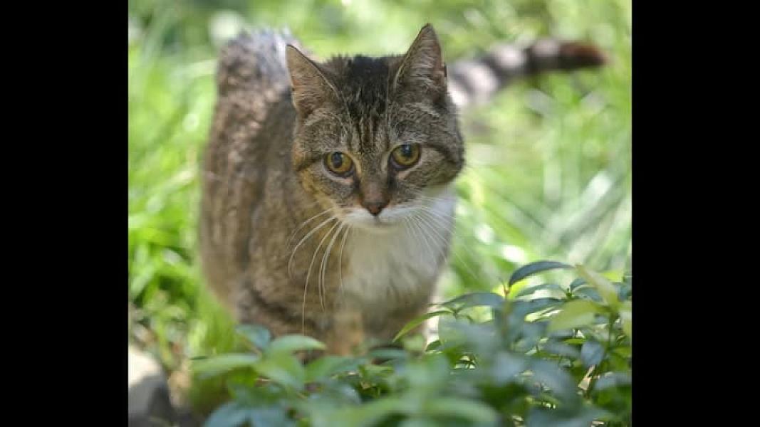 Kattenpraat