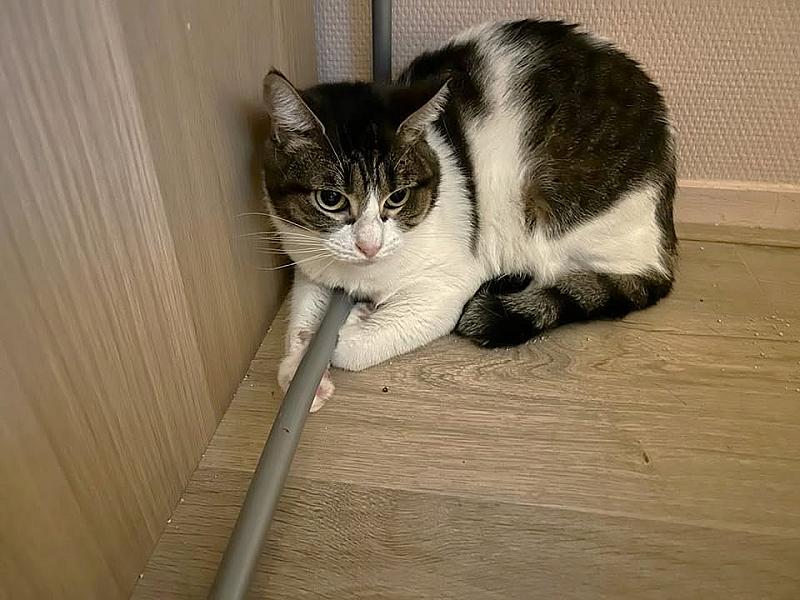 Kattenpraat