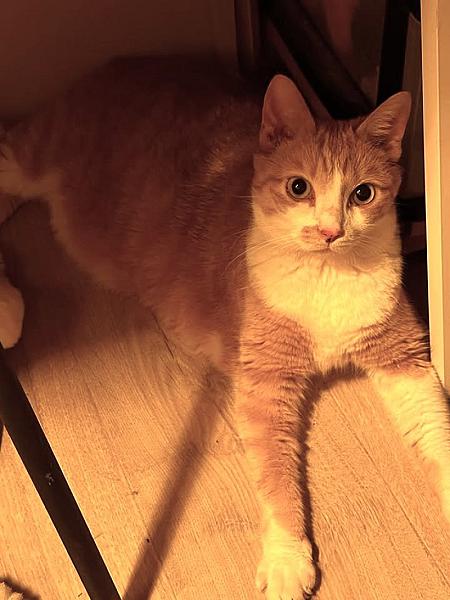 Kattenpraat