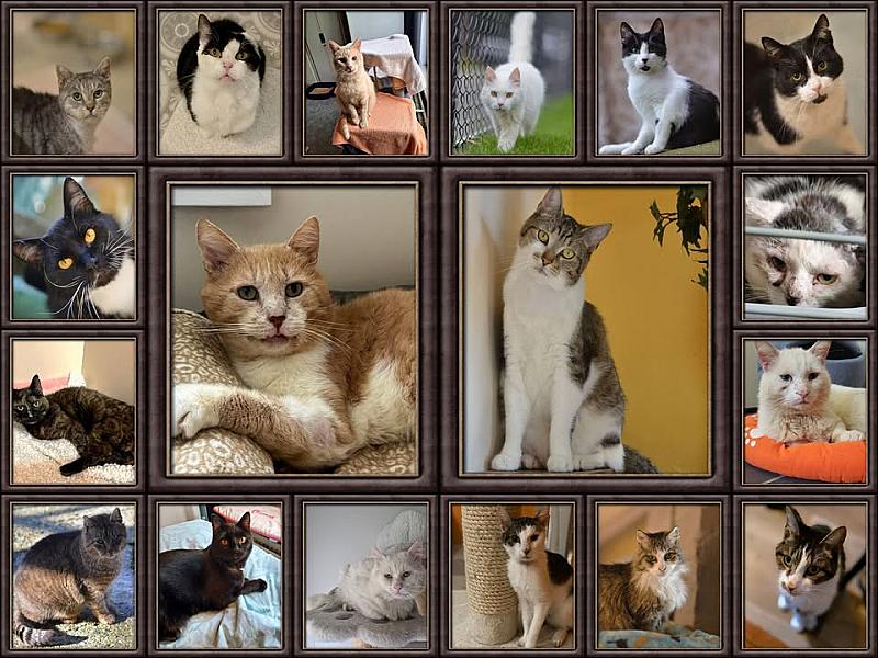 Kattenpraat