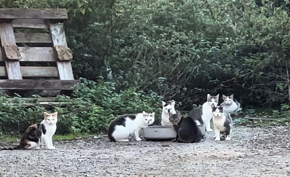 Kattenpraat