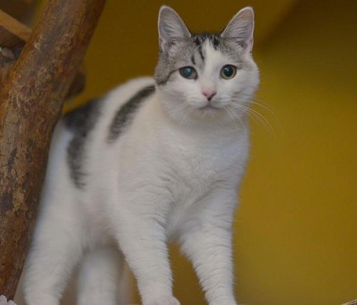 Kattenpraat