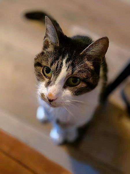 Kattenpraat