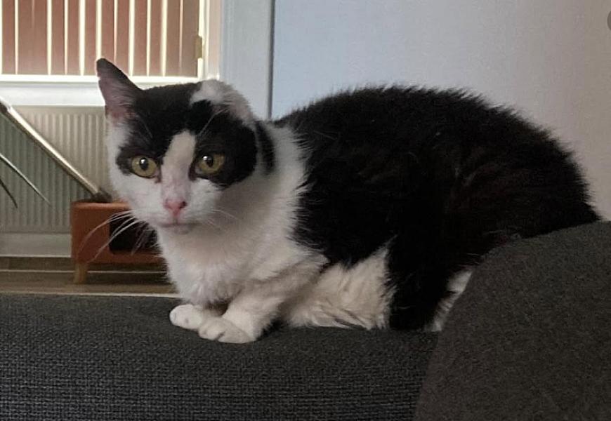 Kattenpraat
