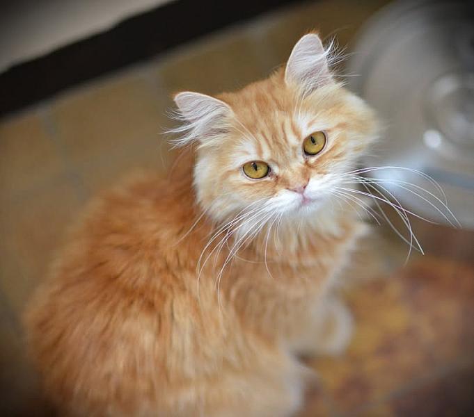 Kattenpraat
