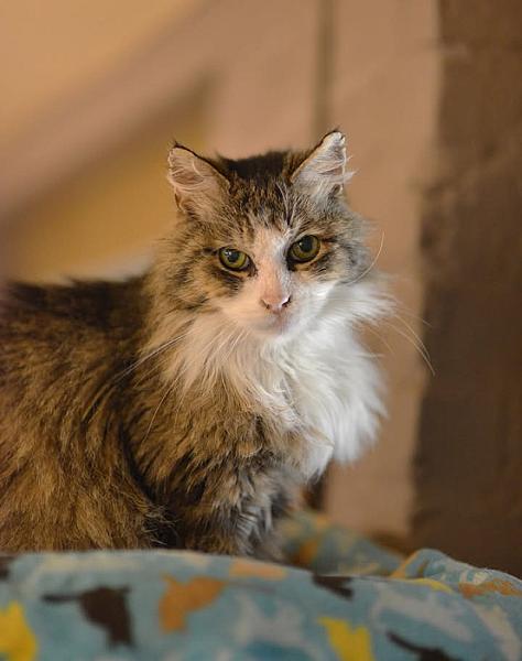 Kattenpraat