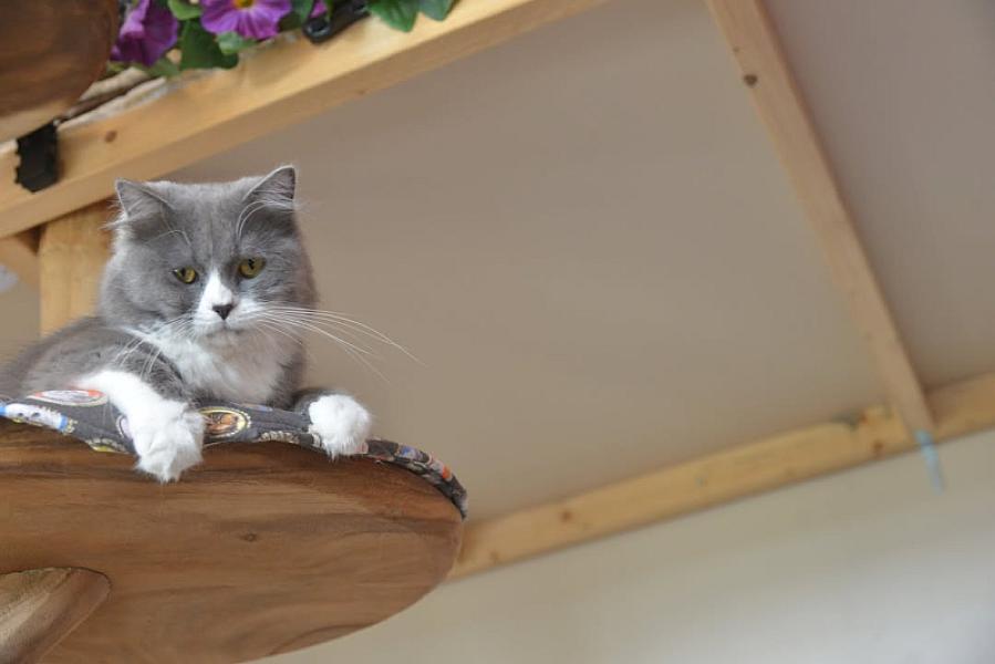 Kattenpraat