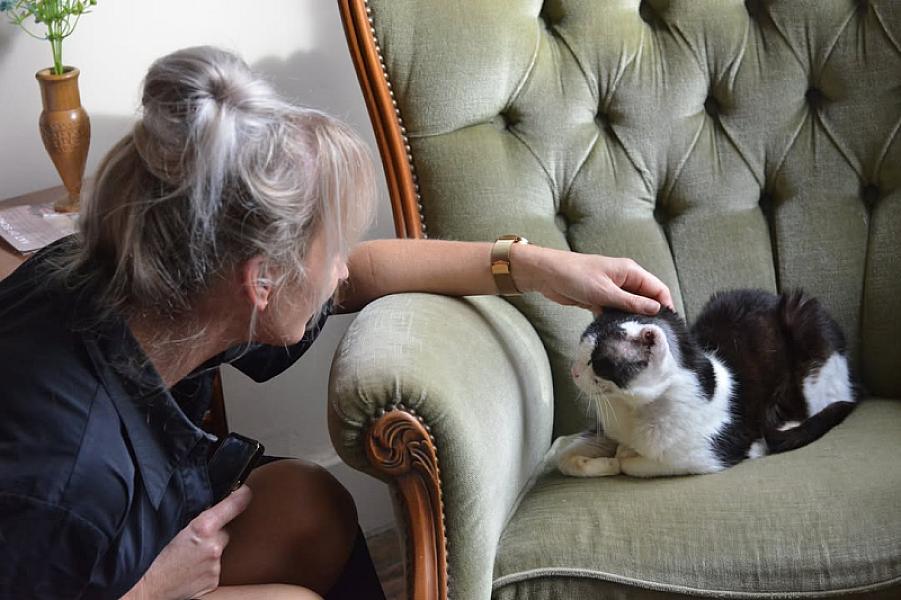 Kattenpraat