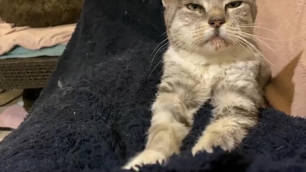 Kattenpraat