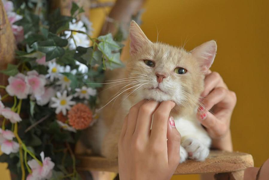 Kattenpraat