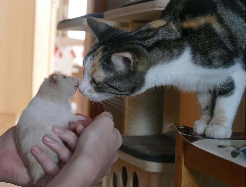 Kattenpraat