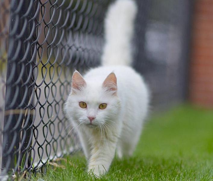 Kattenpraat