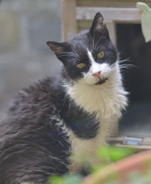 Kattenpraat
