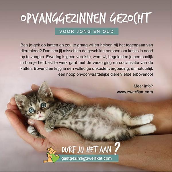 Kattenpraat
