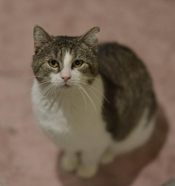 Kattenpraat