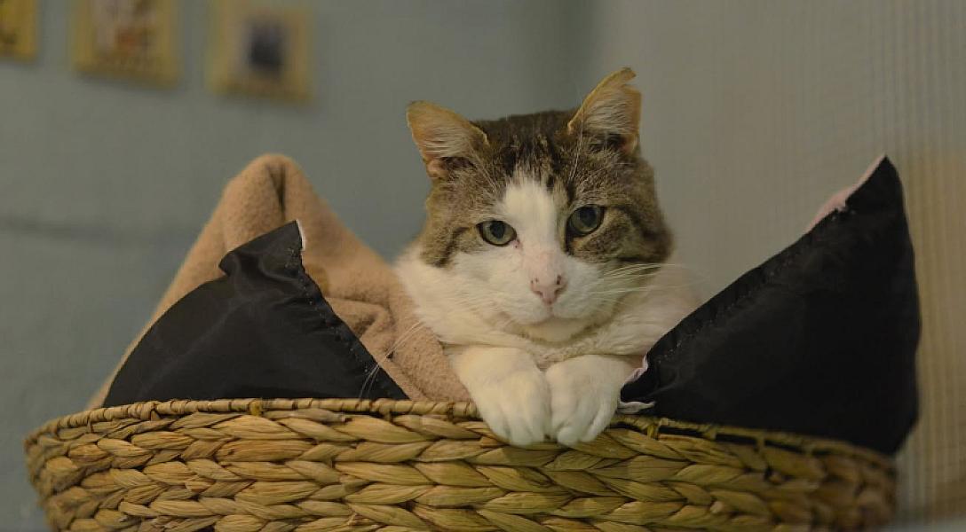 Kattenpraat