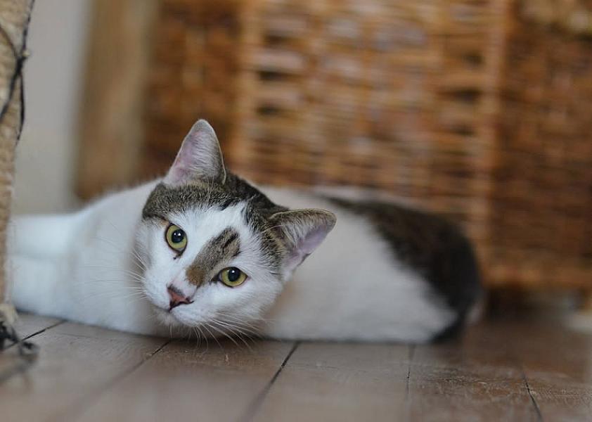 Kattenpraat