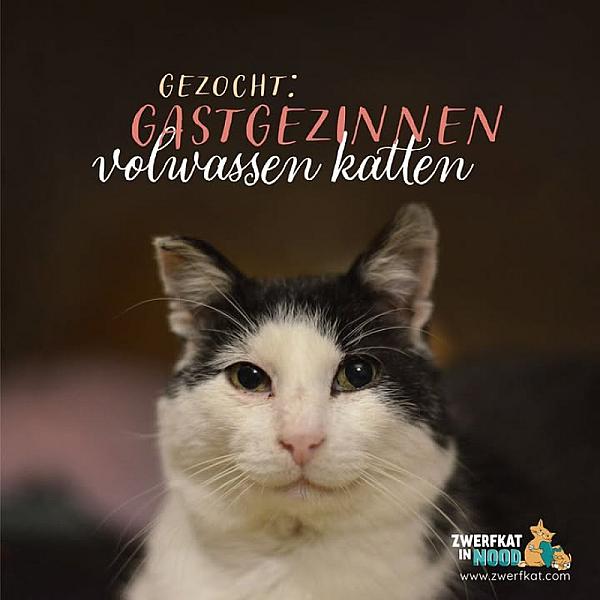 Kattenpraat