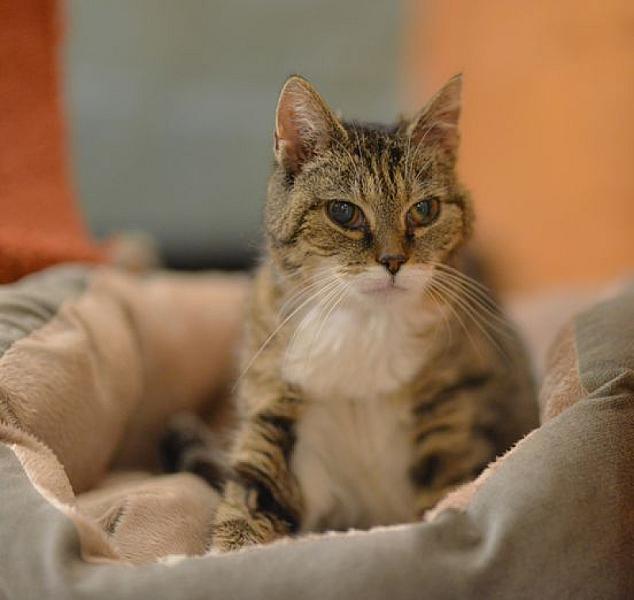 Kattenpraat