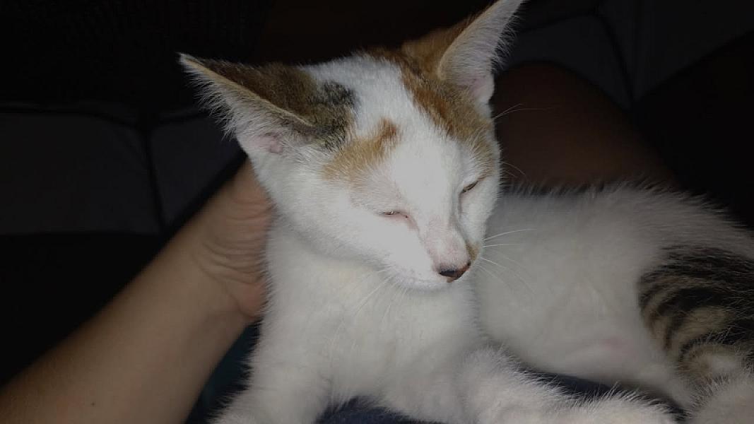 Kattenpraat