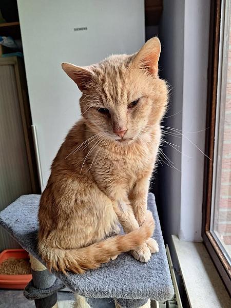 Kattenpraat