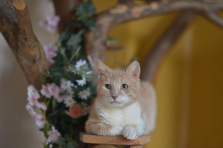 Kattenpraat