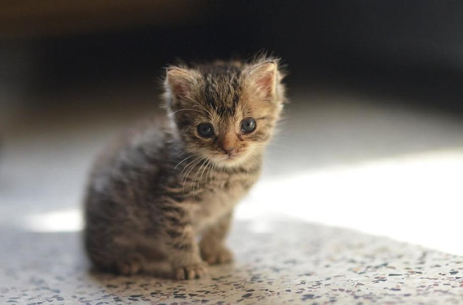 Kattenpraat