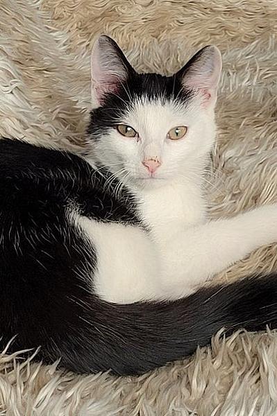 Kattenpraat