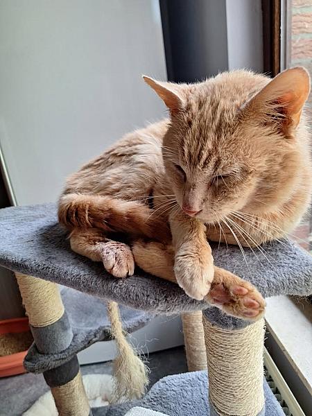 Kattenpraat