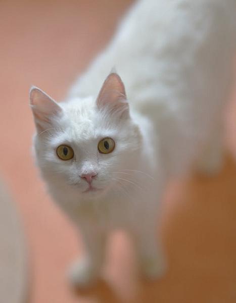 Kattenpraat