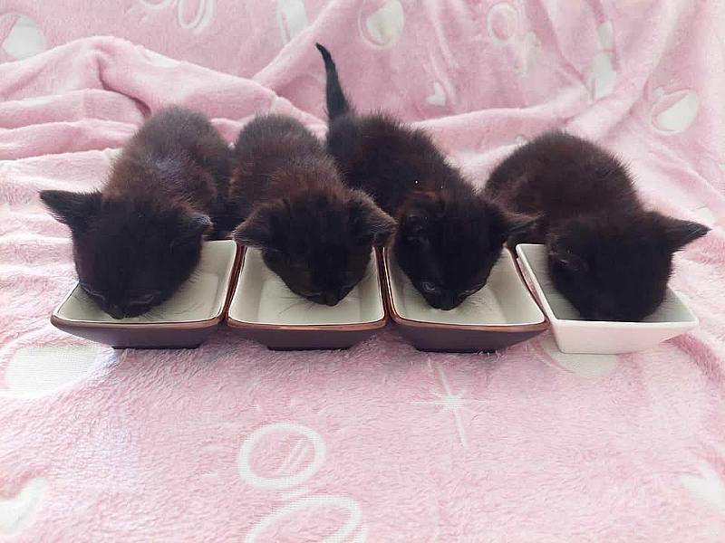 Kattenpraat