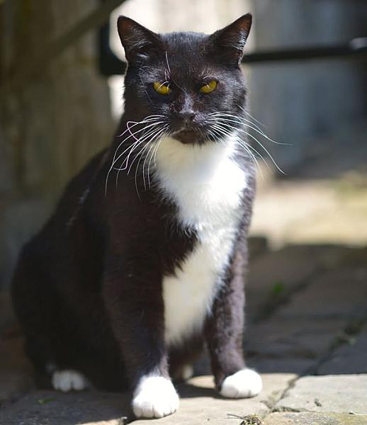 Kattenpraat