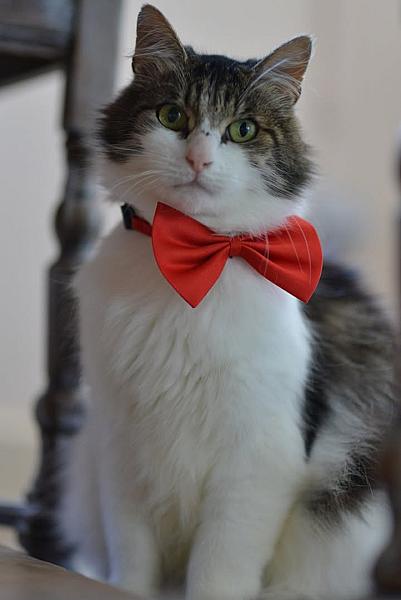 Kattenpraat