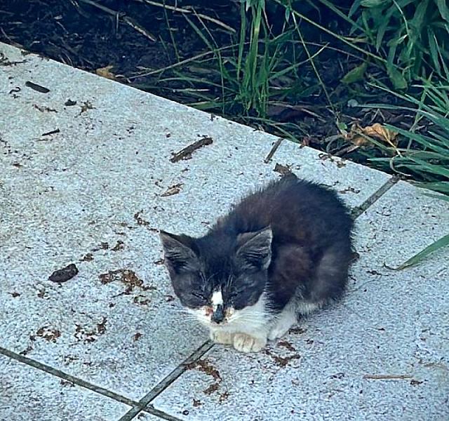 Kattenpraat