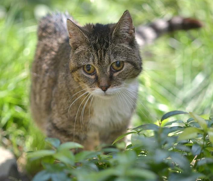 Kattenpraat