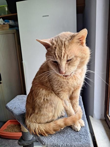 Kattenpraat