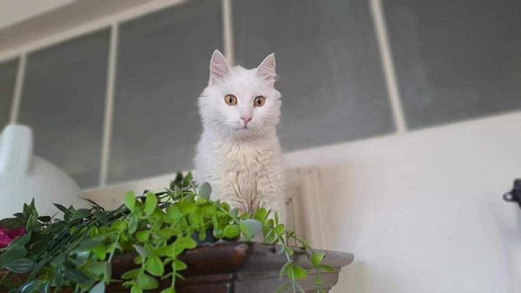 Kattenpraat