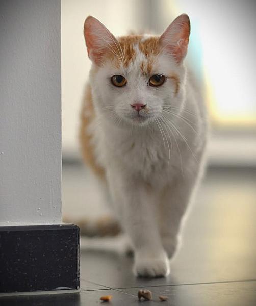 Kattenpraat