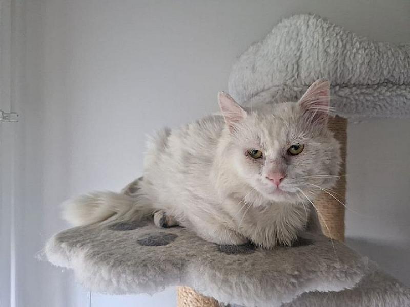 Kattenpraat