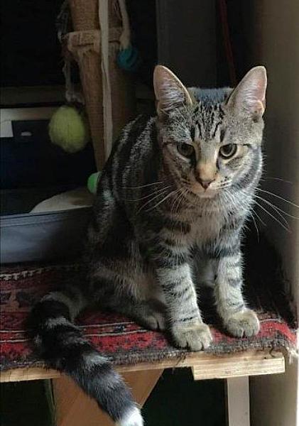 Kattenpraat