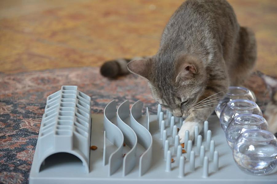 Kattenpraat