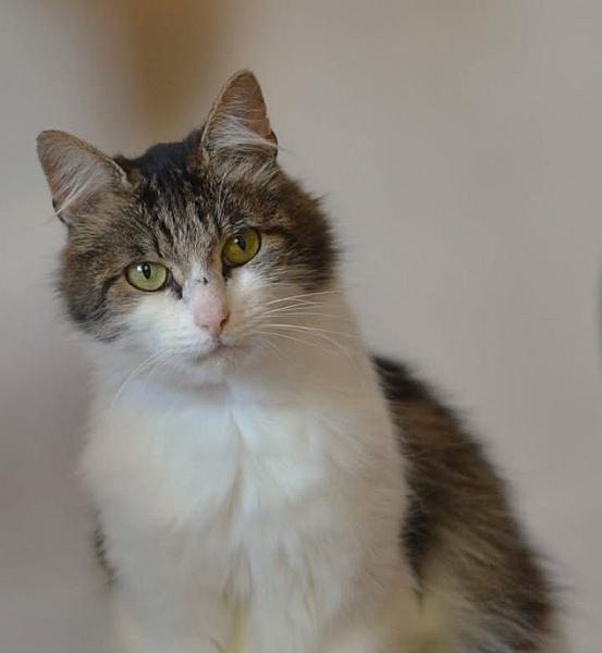 Kattenpraat