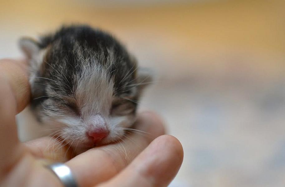 Kattenpraat