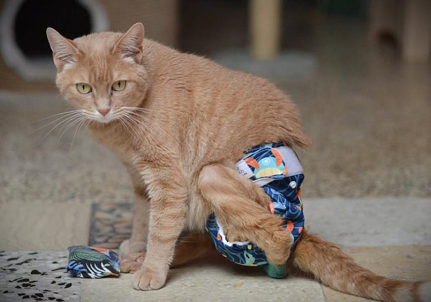 Kattenpraat
