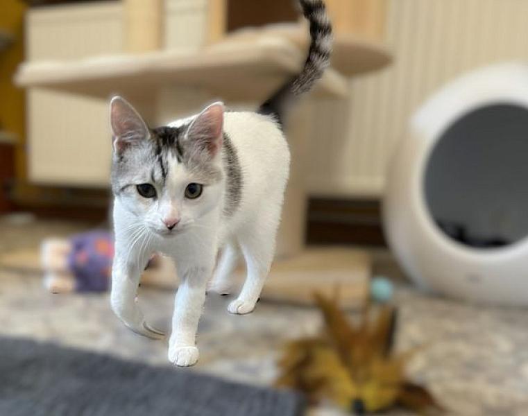 Kattenpraat