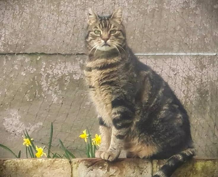 Kattenpraat