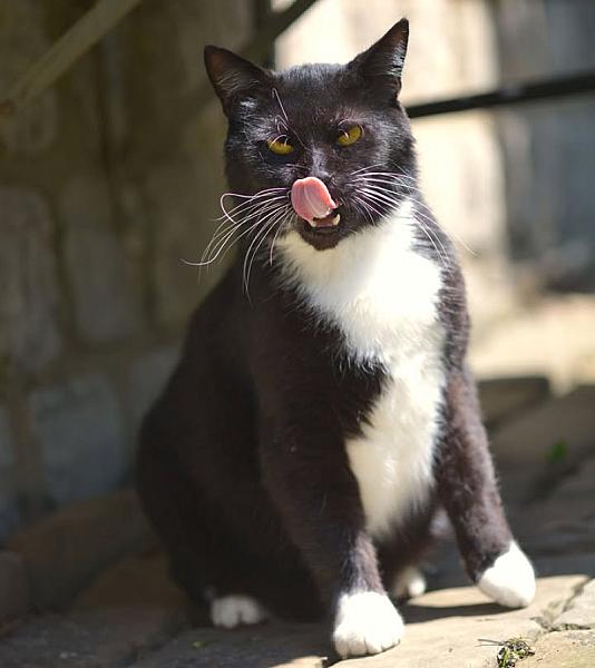Kattenpraat