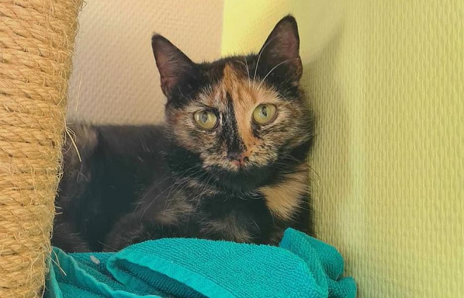 Kattenpraat